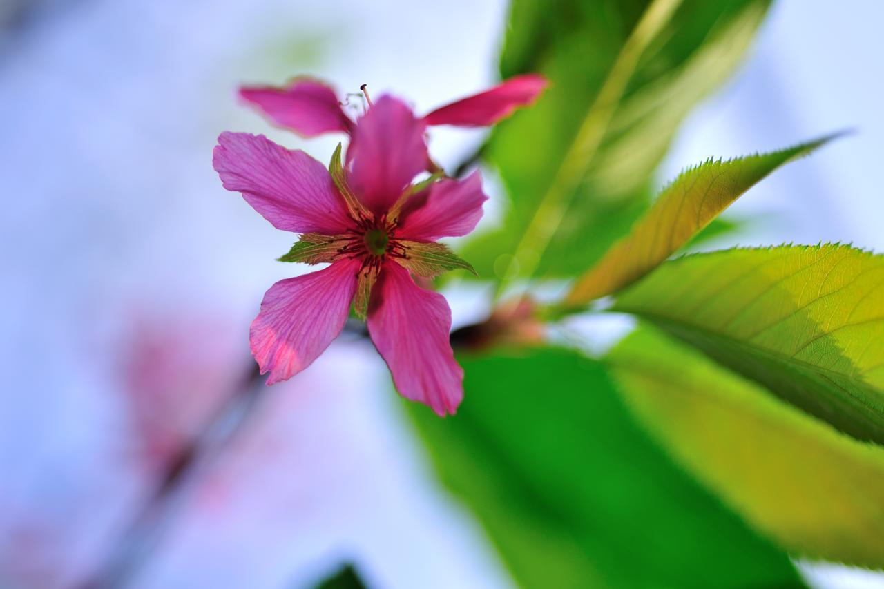 Flower Free花自在 Zhoulan Екстериор снимка